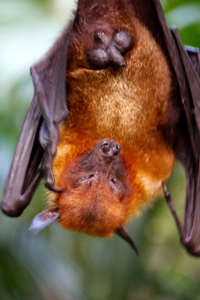 A bat, photographed without zooming!