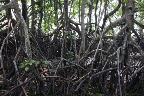Mangrove trail