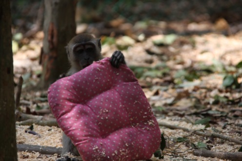 Wild monkey stole a pillow from a bike (I warned you)